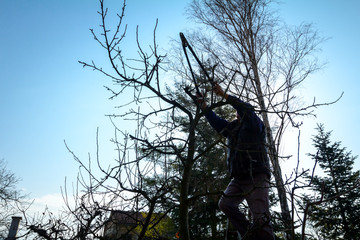Gardener is cutting branches, pruning fruit trees with pruning shears in the orchard
