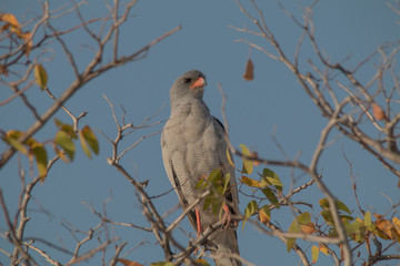 Pale chanting goshawk on a branch, Namibia, Africa