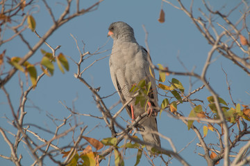 Pale chanting goshawk on a branch, Namibia, Africa