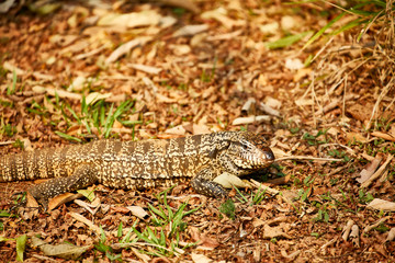 big lizard reptile closeup