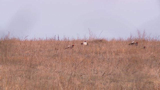 Mating behavior of grouse birds