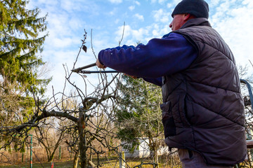 Gardener is cutting branches, pruning fruit trees with pruning shears in the orchard