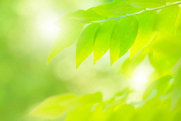 Fresh green nature tree leaves on blurred background In the spring Under the morning light,Use as background and wallpapers,Ecology concept,Copy space at bottom of the image