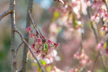 宴のなごりの桜蘂