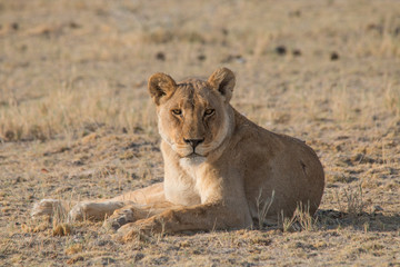 Lioness rolling an licking her paw, Etosha national park, Namibia, Africa