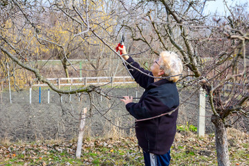 Elderly woman is cutting branches, pruning fruit trees with shears