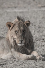 Fototapeta na wymiar A male Lion lying in the grass with a beautiful mane, Etosha national park, Namibia, Africa