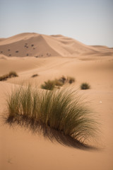 Plants in the dunes of the Moroccan Sahara desert.