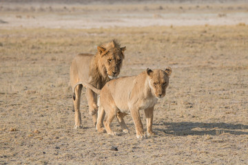 A couple of lions having sex, Etosha national park, Namibia, Africa