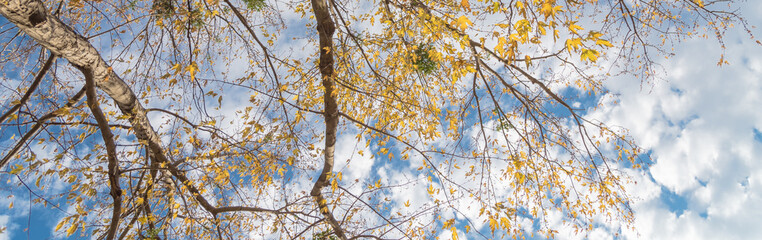 Panoramic lookup view of vibrant yellow maple leaves during fall season in Dallas