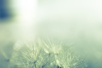 Macro photo dandelion seeds. Selective focus, cross-processed.