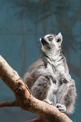 Petit raton laveur au zoo
