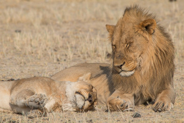 A couple of lions in the grassland, Etosha national park, Namibia, Africa