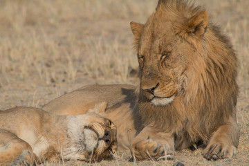 A couple of lions in the grassland, Etosha national park, Namibia, Africa