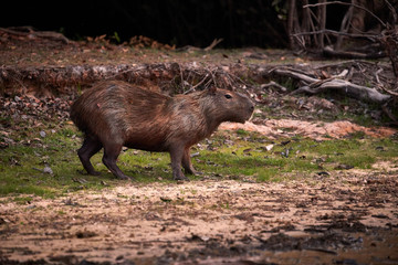 cute giant capybara standing wetland