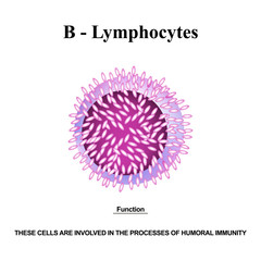 B lymphocytes structure. The functions of B lymphocytes. Immunity Helper Cells. Infographics. Vector illustration on isolated background.