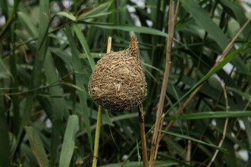 Eastern Golden Weaver nest strung between two reed stalks in a reedbed.