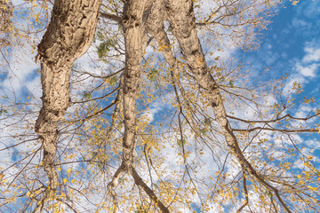 Looking up view of maple autumn leaves almost bare tree during fall season in Dallas