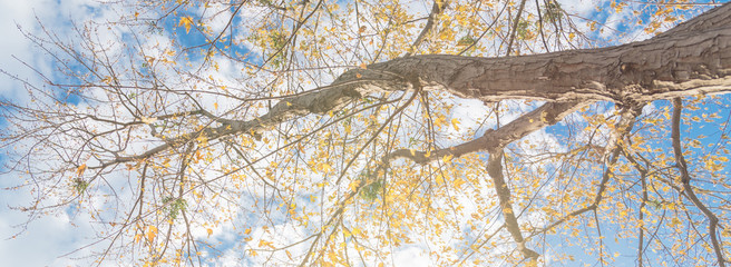 Panoramic lookup view of vibrant yellow maple leaves during fall season in Dallas
