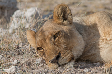 Lioness rolling an licking her paw, Etosha national park, Namibia, Africa