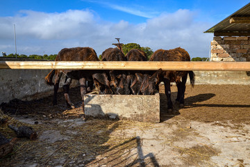 burros alimentándose en un comedero en el campo