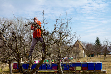 Gardener is cutting branches, pruning fruit trees with pruning shears in apiary