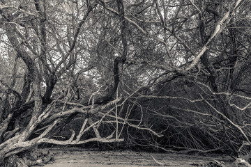 Messy tangled tropical trees