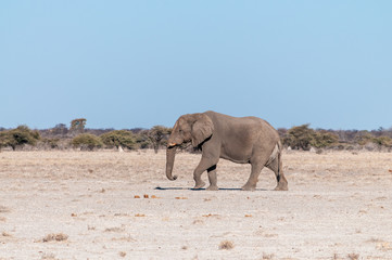 One big male African Elephant -Loxodonta Africana- walking down the plains of Etosha National Park.