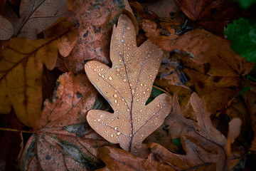 oak leaf with dew drops on the autumn foliage background