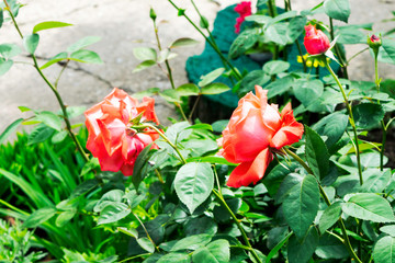 rose bush with red flowers and green foliage growing in a spring garden for background, backdrop