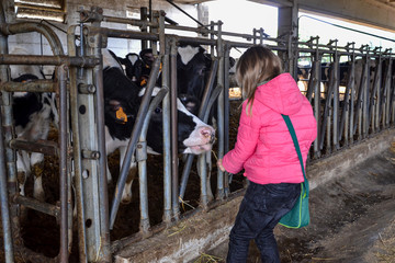 Niña dando ce comer a una vaca en un establo