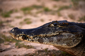 caiman danger crocodile closeup teeth