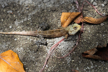 Separate view of a tropical island with turquoise sea, coconut palm trees and blue sky in the Maldives. Indian Ocean Sunset