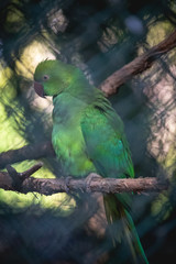 Obraz premium parrot on a branch
