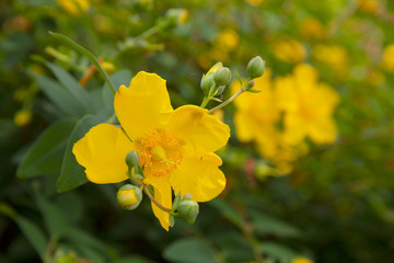 Großblumige Johanniskraut (Hypericum patulum) kleinwüchsiger Strauch