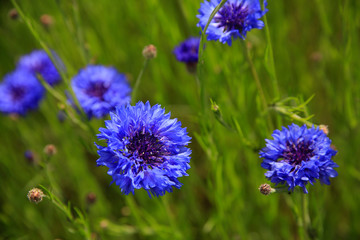 Kornblume (Cyanus segetum) oder Zyane, Kornblumen-Feld 