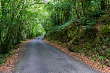 lush Atlantic forest crossed by a sandy path