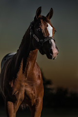 Obraz premium Horse Head Shot