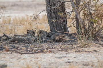 Three cheetah cubs lying under a tree, Etosha national park, Namibia, Africa