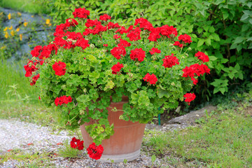 Rote Geranie (Pelargonie) in einem Blumentopf im Garten