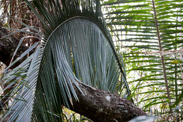giant green palm tree leaf