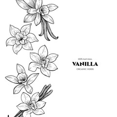 Vector frame with vanilla flowers and pods. Hand drawn. Vintage style