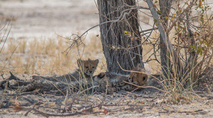 Three cheetah cubs lying under a tree, Etosha national park, Namibia, Africa