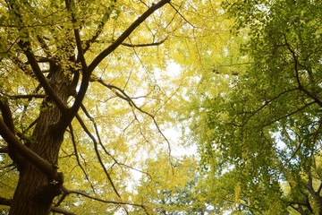The autumn leaves of the ginkgo trees / The leaves of the ginkgo turn in to yellow colors late November.