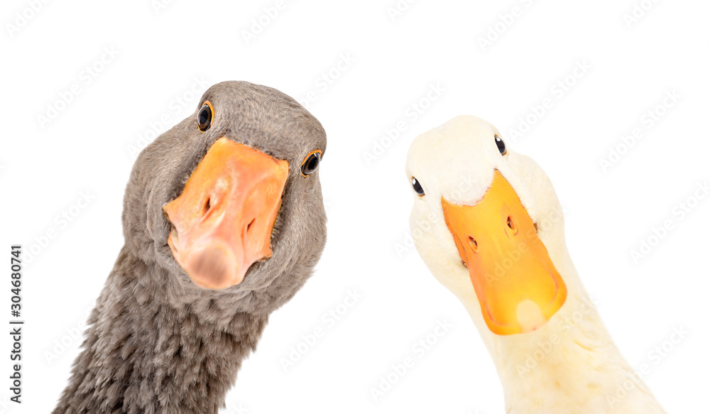 Wall mural Portrait of a funny goose and duck, closeup, isolated on a white background