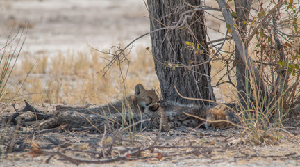 Three cheetah cubs lying under a tree, Etosha national park, Namibia, Africa