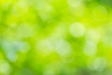 Obraz premium Natural green blurred background