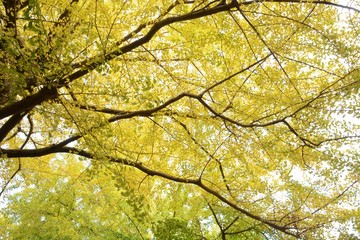 The autumn leaves of the ginkgo trees / The leaves of the ginkgo turn in to yellow colors late November.