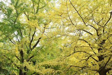 The autumn leaves of the ginkgo trees / The leaves of the ginkgo turn in to yellow colors late November.