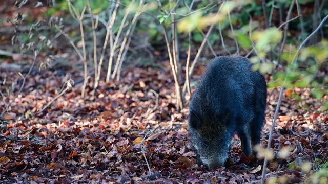 Wild boar serach feed in the forest, autumn, (sus scrofa), germany